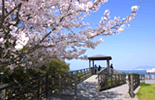 西公園桜の風景